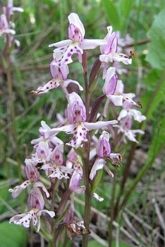 Amerorchis rotundifolia