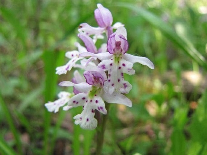 Amerorchis rotundifolia