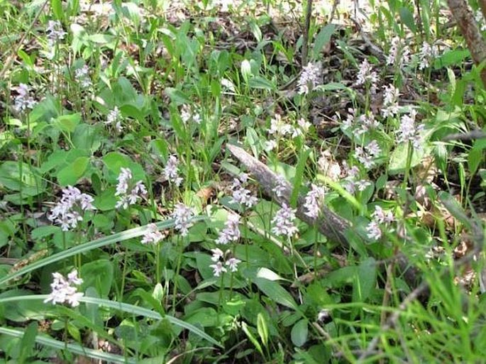 Amerorchis rotundifolia