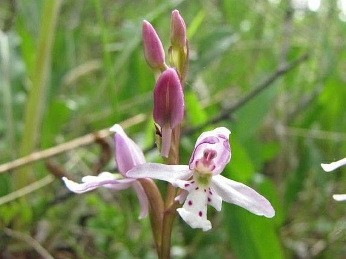 Amerorchis rotundifolia