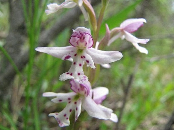 Amerorchis rotundifolia