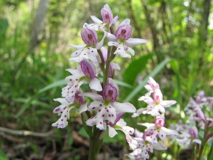 Amerorchis rotundifolia