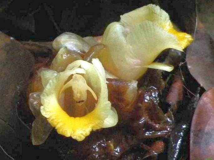 Amomum dallachyi