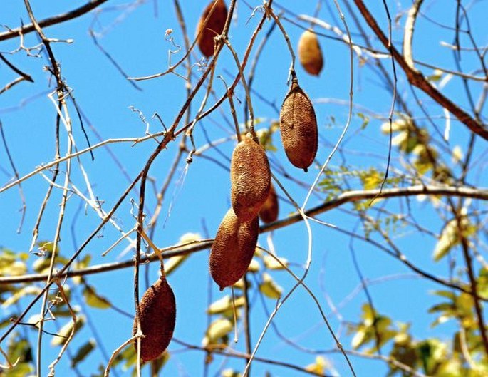 AMPHILOPHIUM CRUCIGERUM (L.) L. G. Lohmann