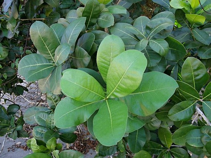 Amphitecna latifolia