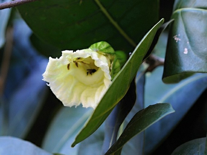 Amphitecna latifolia