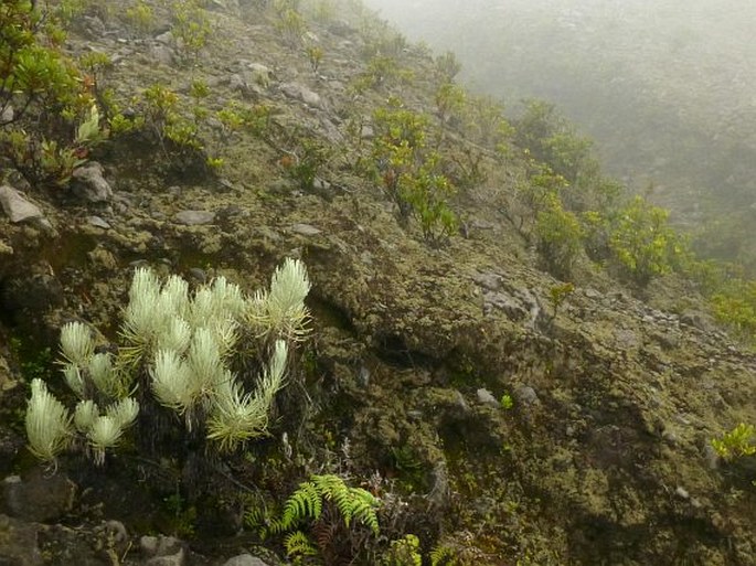 Anaphalis javanica