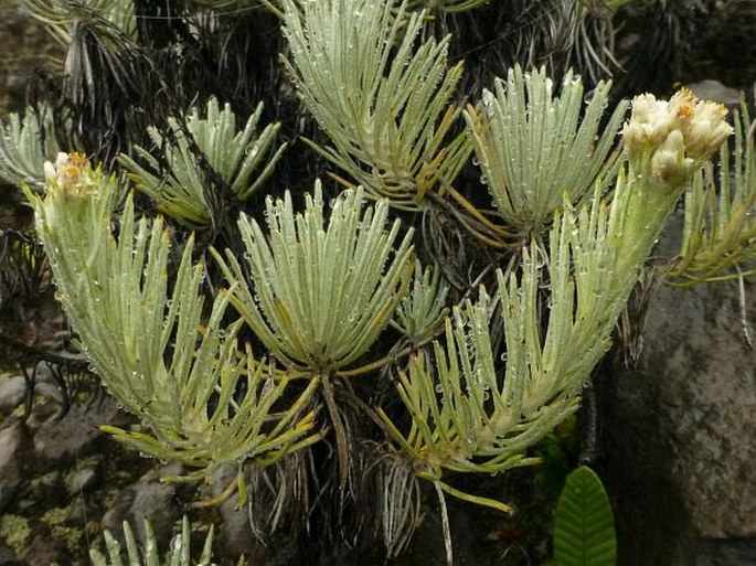 Anaphalis javanica