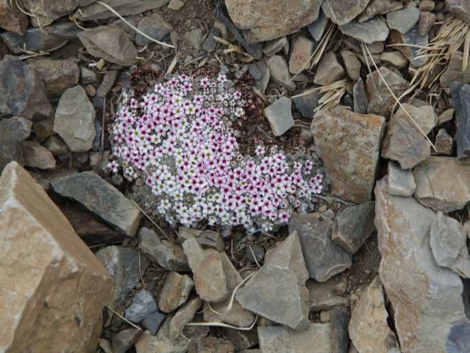 ANDROSACE TAPETE Maxim. – pochybek / pochybok