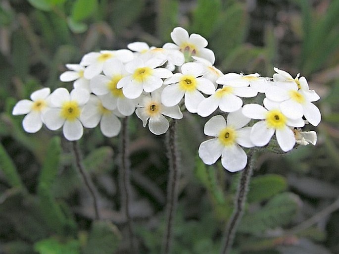 ANDROSACE LEHMANNIANA Spreng. – pochybek / pochybok