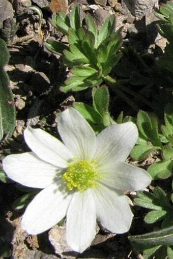 Anemone drummondii