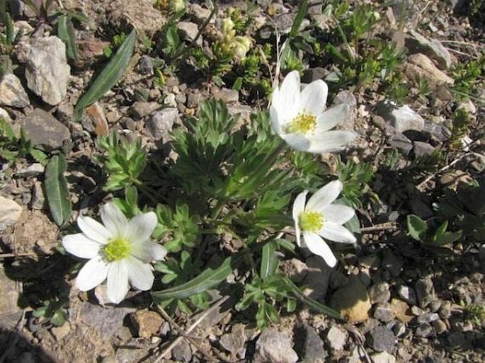 Anemone drummondii