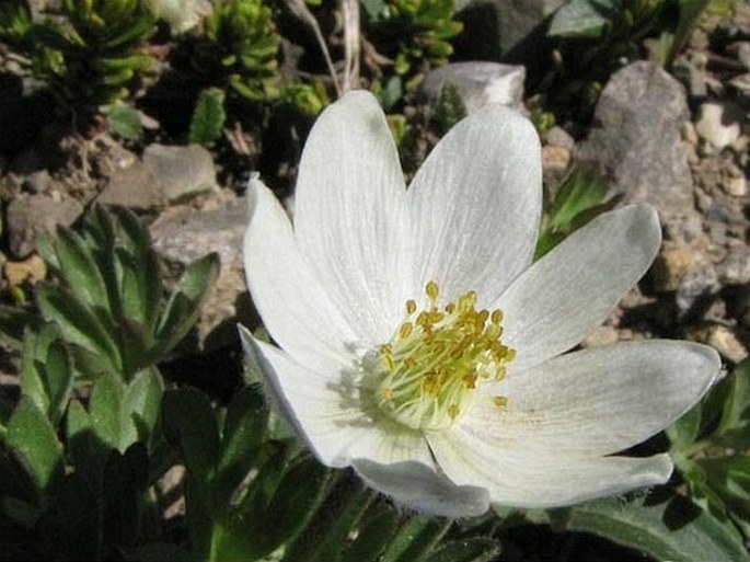 Anemone drummondii