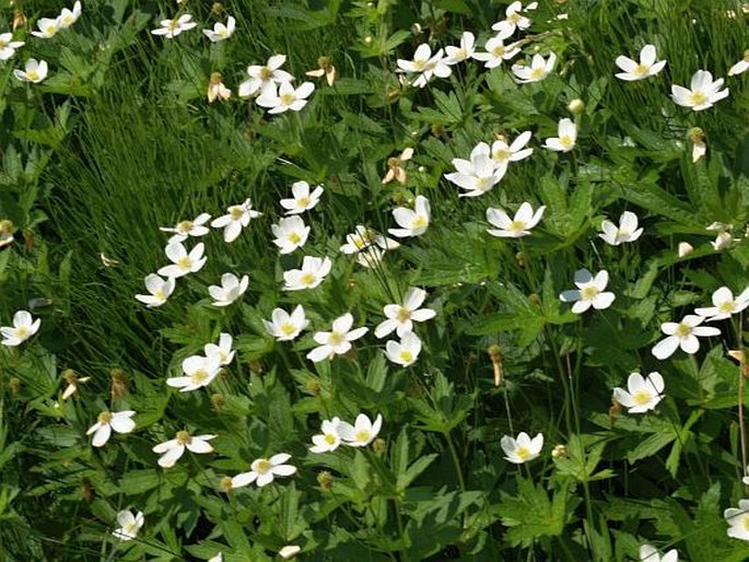 Anemone canadensis