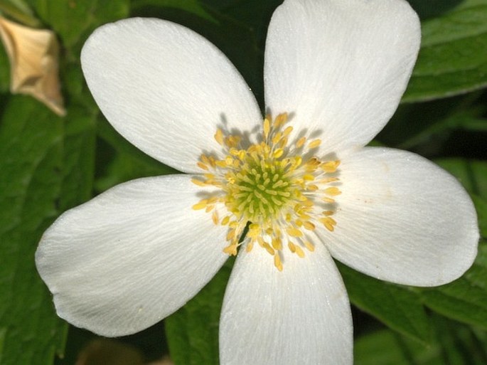 Anemone canadensis