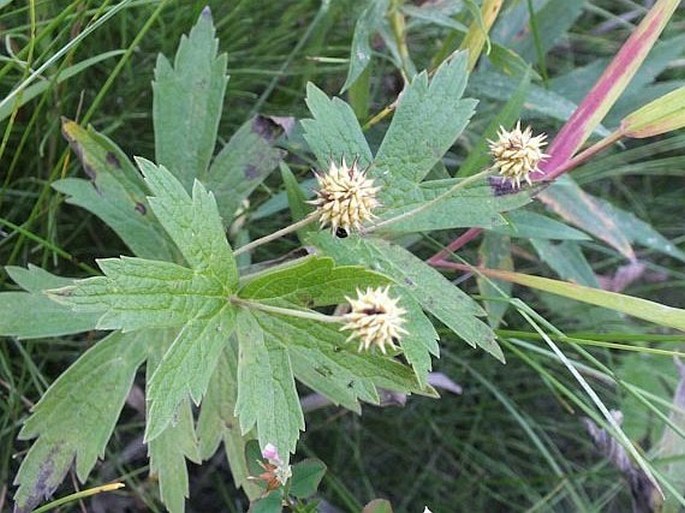 Anemone canadensis