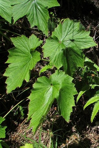 Anemone hupehensis