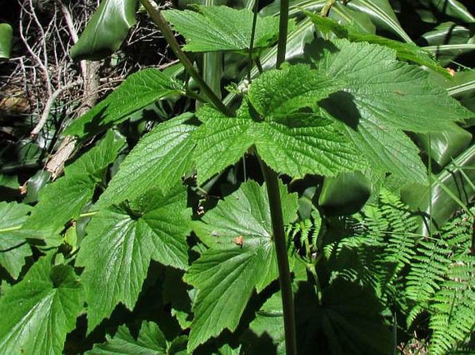 Anemone hupehensis