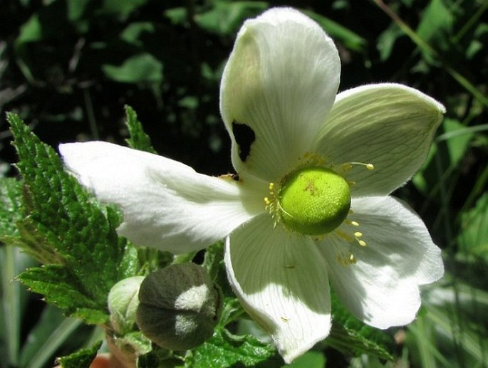 Anemone hupehensis