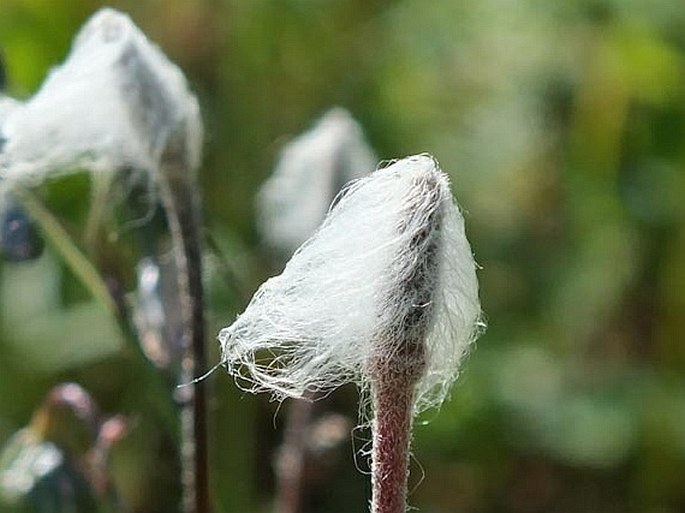 Anemone multifida