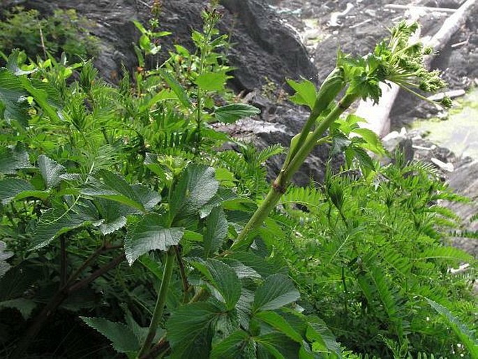 Angelica lucida