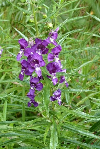 Angelonia gardneri