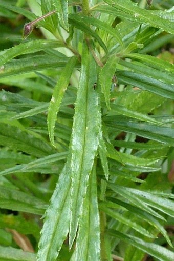 Angelonia gardneri