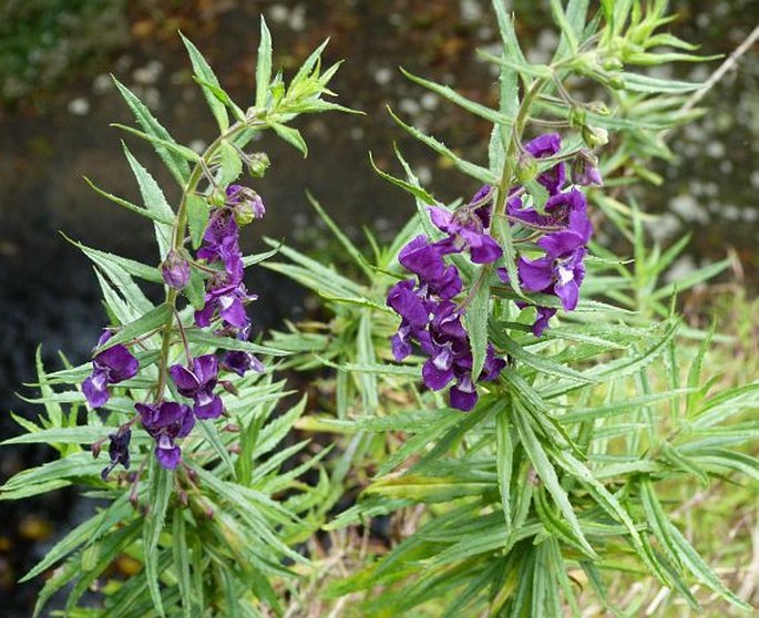 Angelonia gardneri