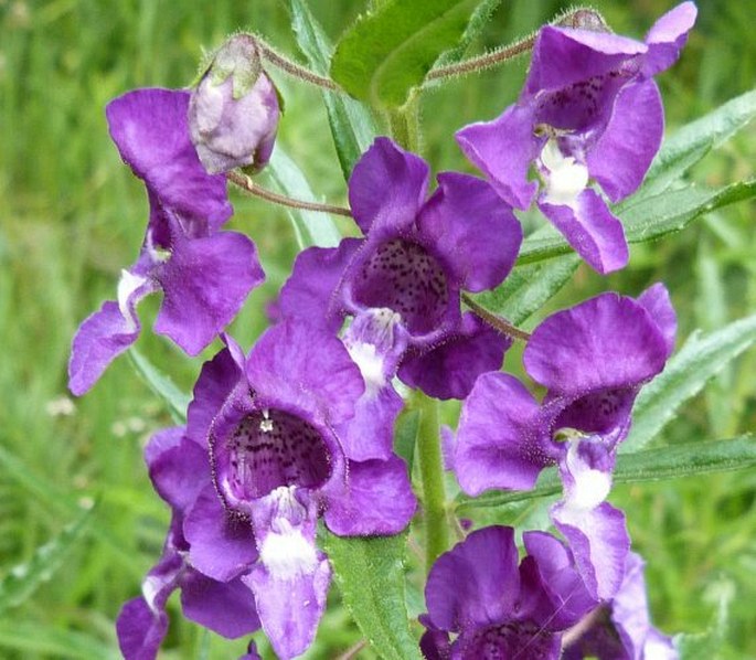 ANGELONIA GARDNERI Hook.