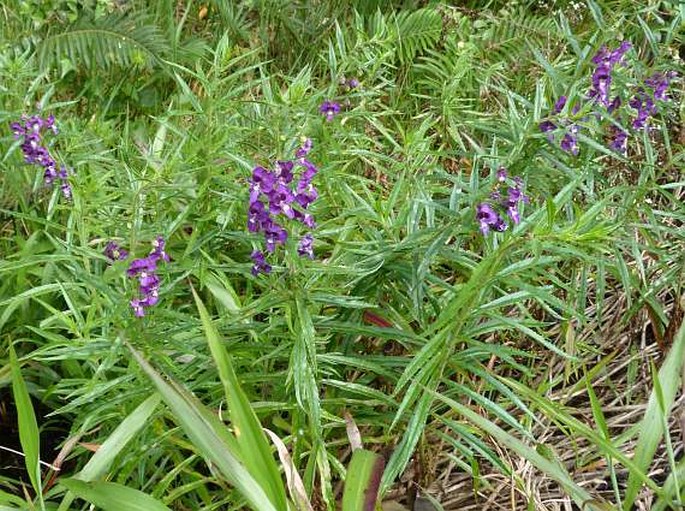 Angelonia gardneri