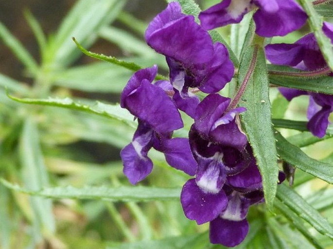 Angelonia gardneri