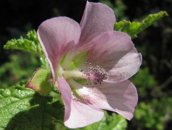 ANISODONTEA SCABROSA (L.) D. M. Bates