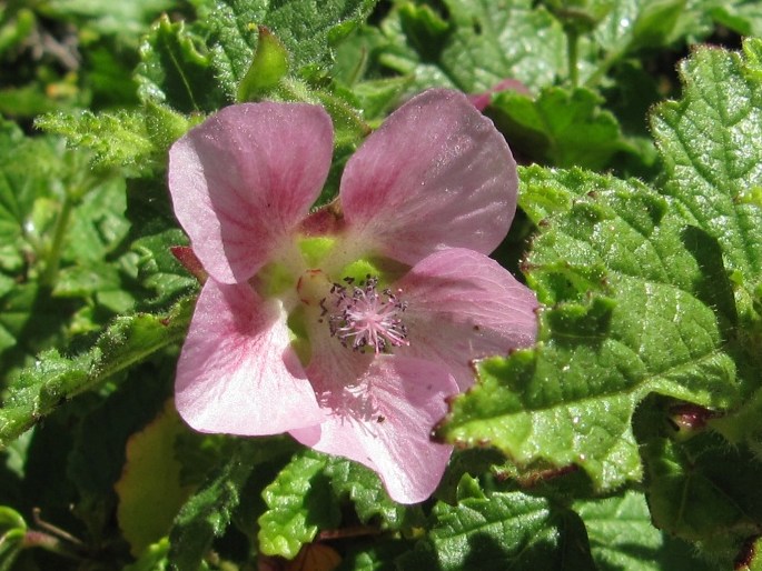 Anisodontea scabrosa