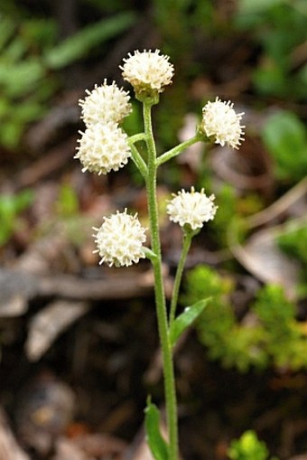 Antennaria racemosa