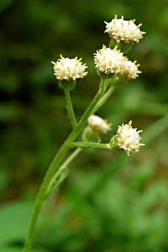 Antennaria racemosa