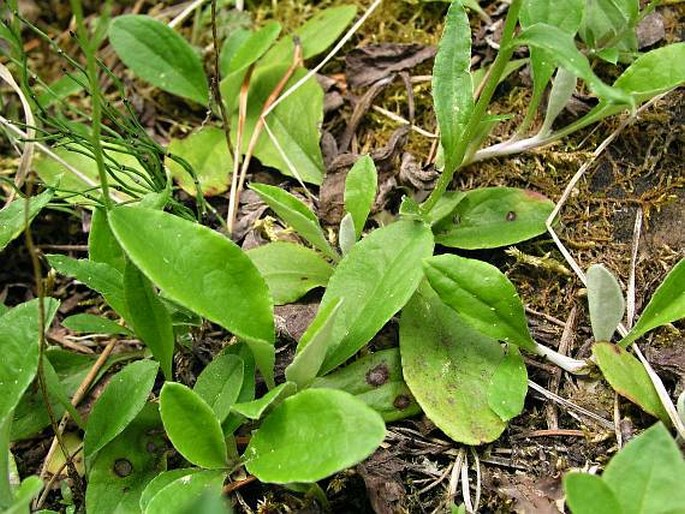 Antennaria racemosa