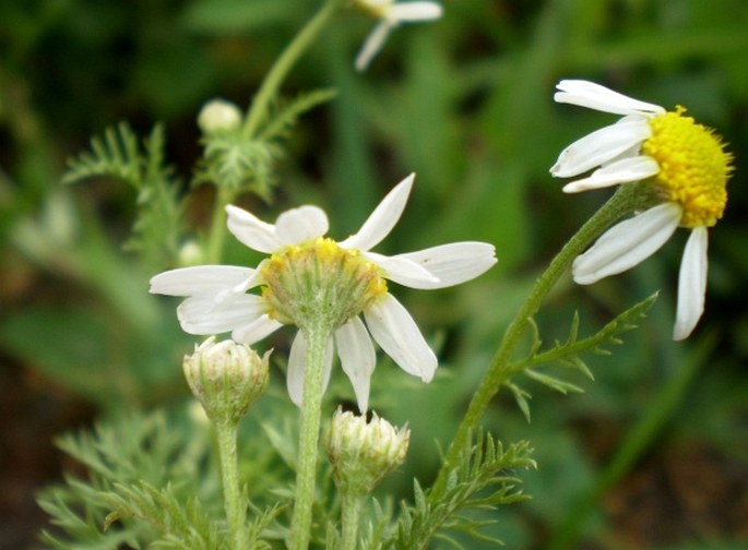 Anthemis cotula