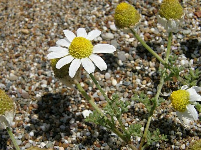 Anthemis ammophila