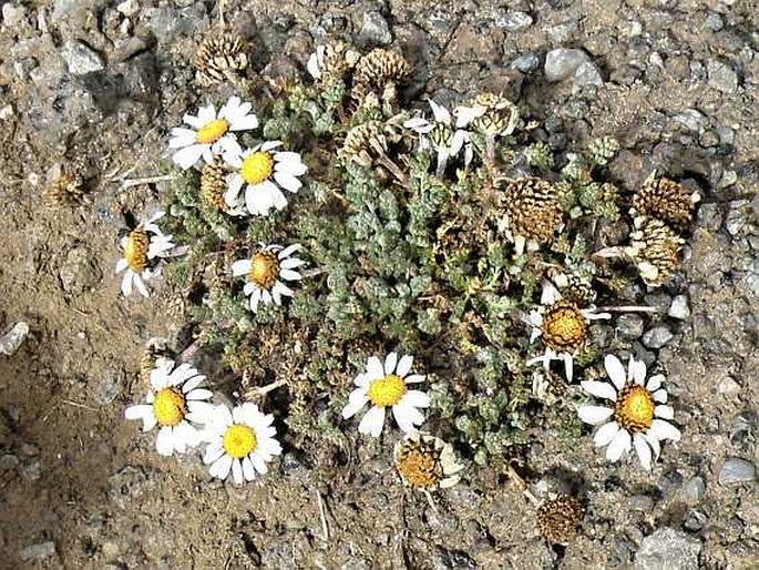 Anthemis tigrensis