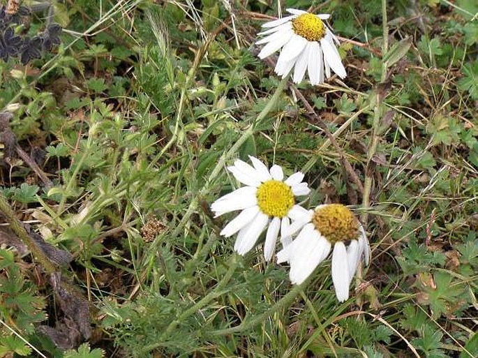 Anthemis tigrensis