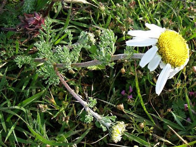 Anthemis tigrensis