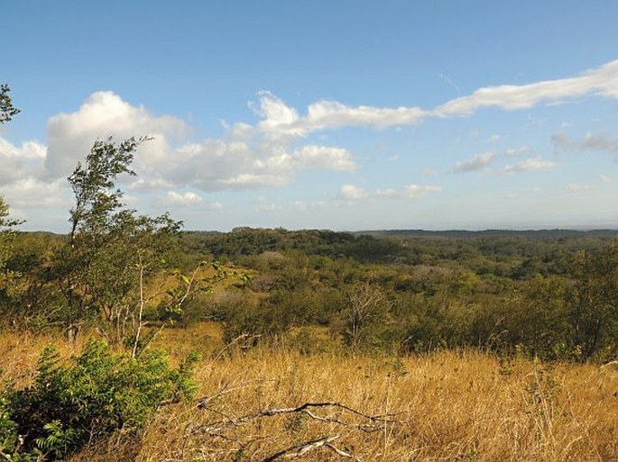 Apeiba tibourbou