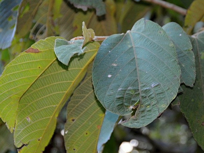 Apeiba tibourbou