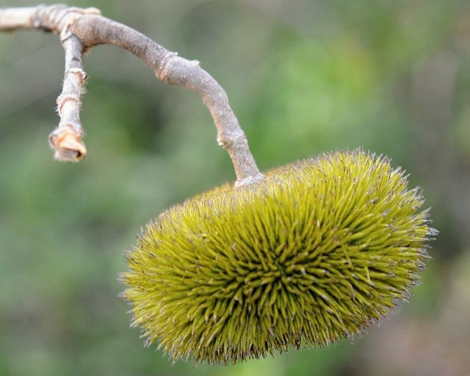 Apeiba tibourbou