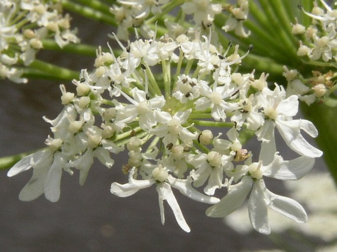 Apiaceae