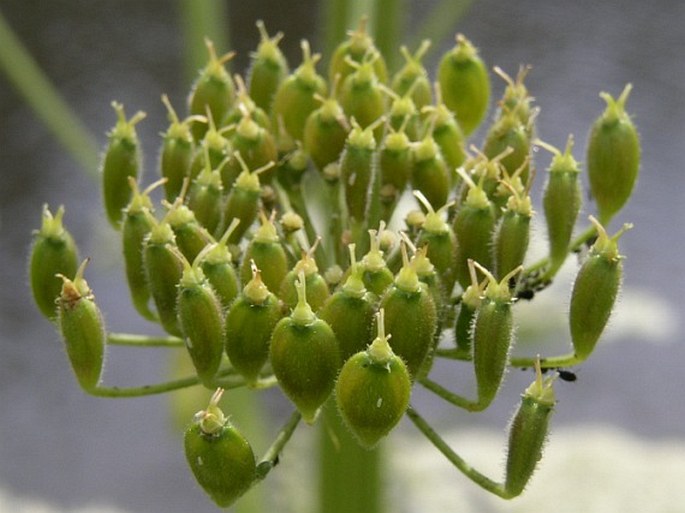 Apiaceae