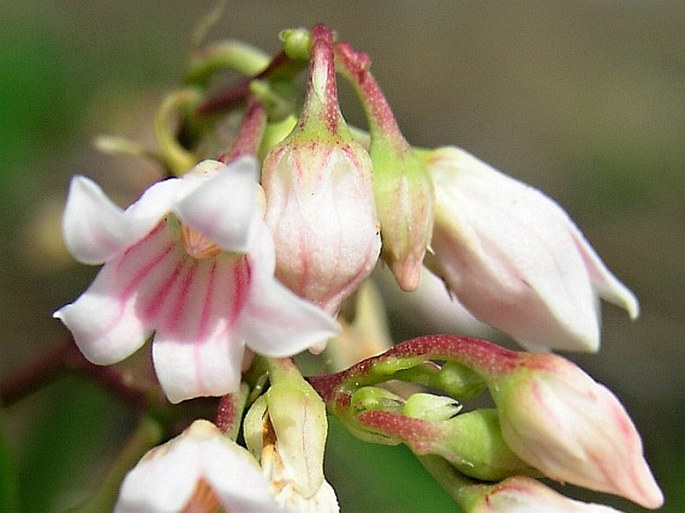 Apocynum androsaemifolium