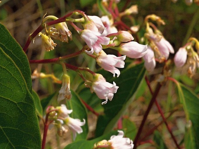 Apocynum androsaemifolium