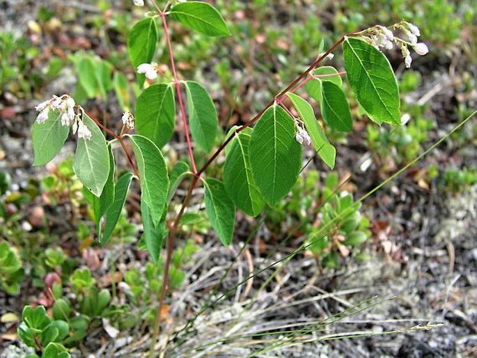 Apocynum androsaemifolium