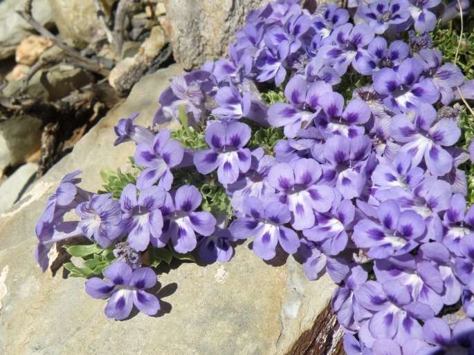 APTOSIMUM PROCUMBENS (Lehm.) Burch. ex Steud.